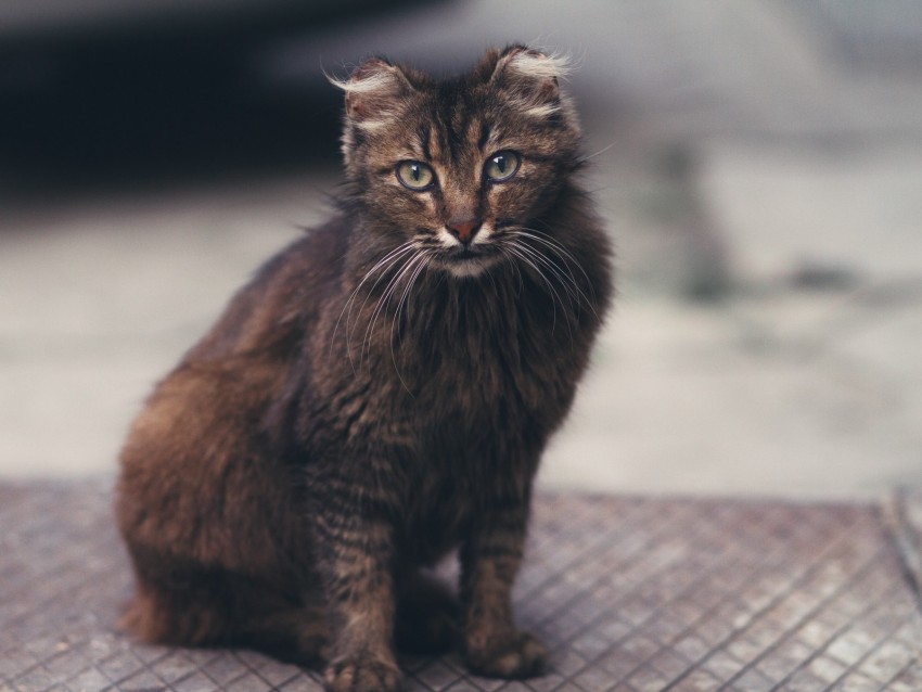 cat, fluffy, sight, cute