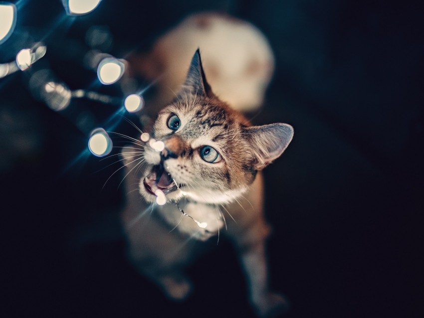 Cat Glare Bokeh Light Background