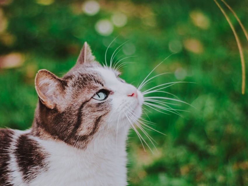 cat, grass, blur, muzzle, walk