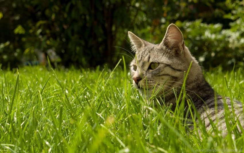 Cat Grass Hide Striped Wallpaper PNG Transparent Background