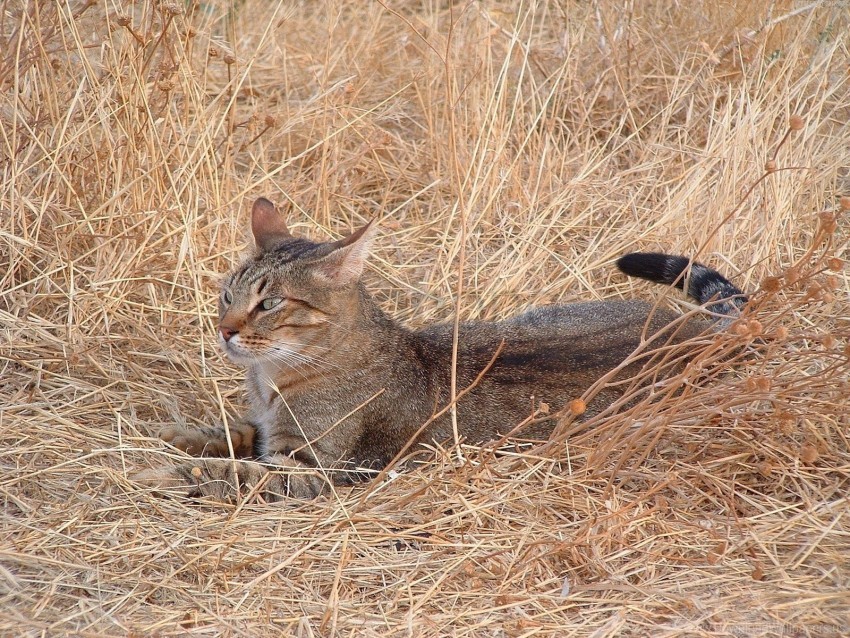 Cat Grass Hunting Lie Wallpaper PNG Transparent Background