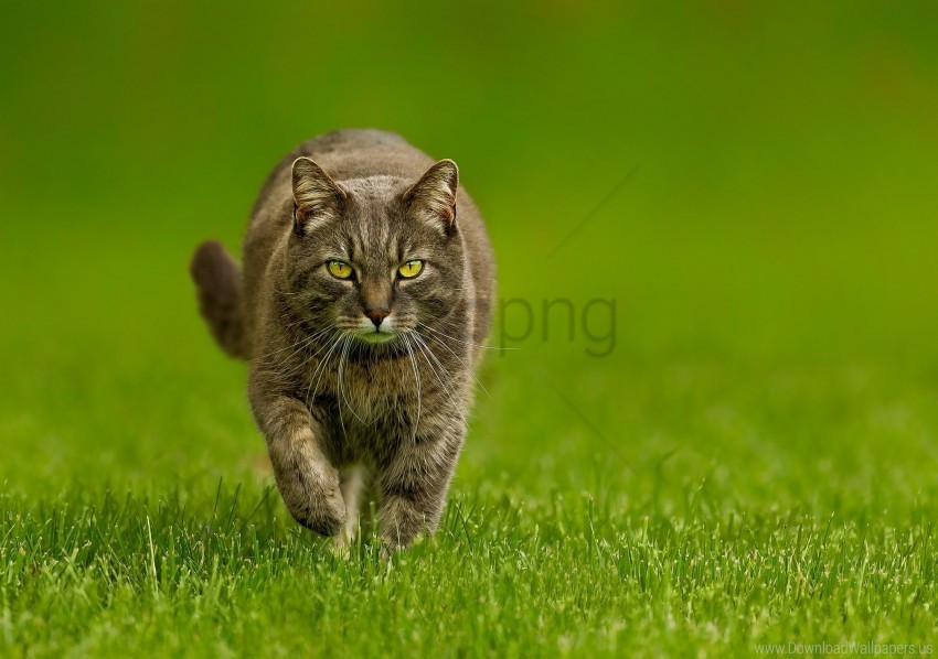 Cat Grass Look Walk Wallpaper PNG Transparent Background