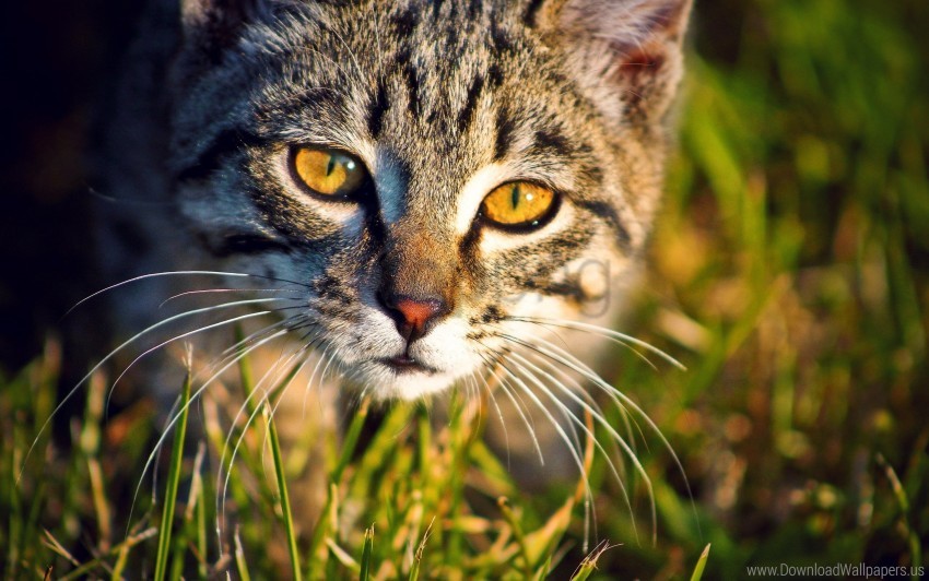 Cat Grass Muzzle Wallpaper PNG Transparent Background