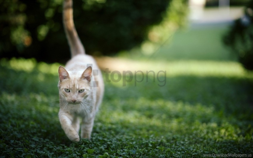 Cat Grass Nature Walk Wallpaper PNG Transparent Background