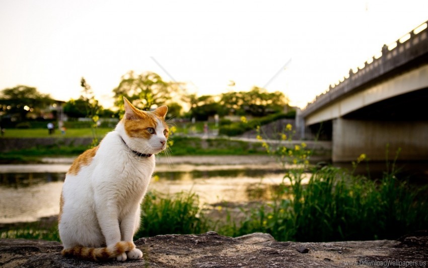 cat, river, sunset, grass, bridge, outdoor, nature