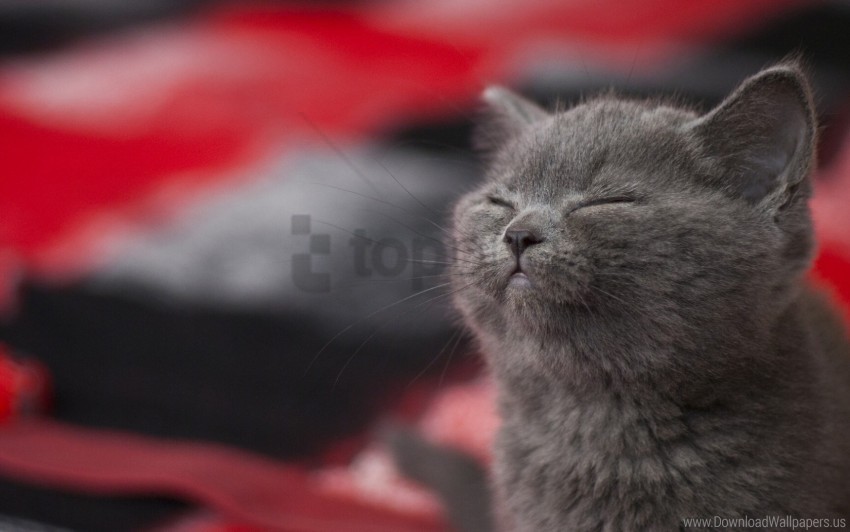 gray cat, playful kitten, furry friend, adorable pet, close-up cat, soft fur, relaxed feline