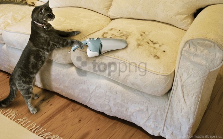 cat, sofa, vacuum cleaner, pet fur, upholstery, home cleaning, indoor