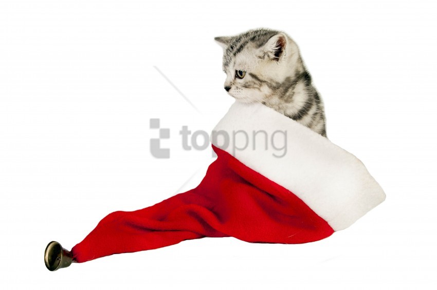 Cat Hat Sit Wallpaper PNG Transparent Background