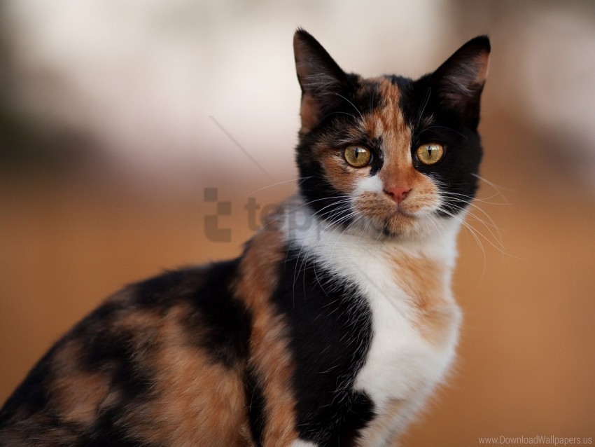 Cat Home Spotted View Wallpaper PNG Transparent Background