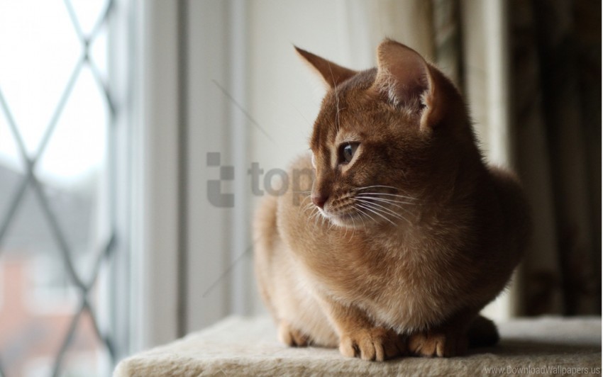 cat, pet, animal, brown fur, domestic, feline, window view