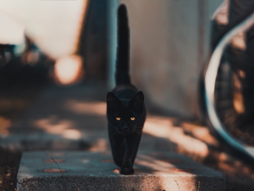 Cat Kitten Black Walk Background