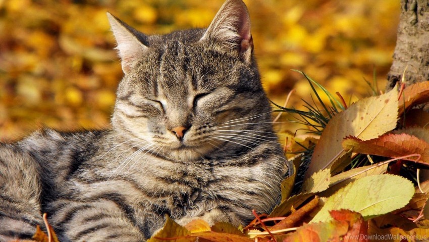 Cat Leaves Lie Down Rest Striped Wallpaper PNG Transparent Background