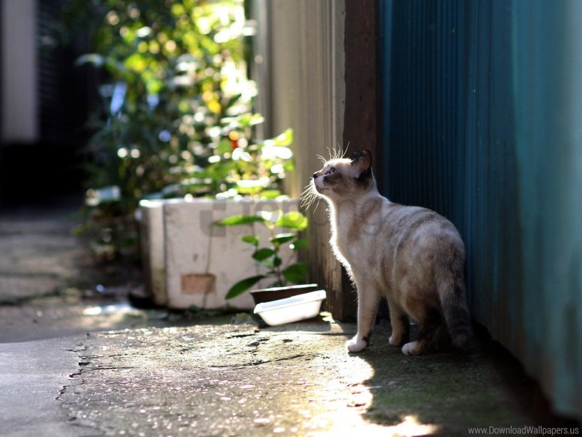 cat, sunlight, outdoor, nature, feline, alley, pet