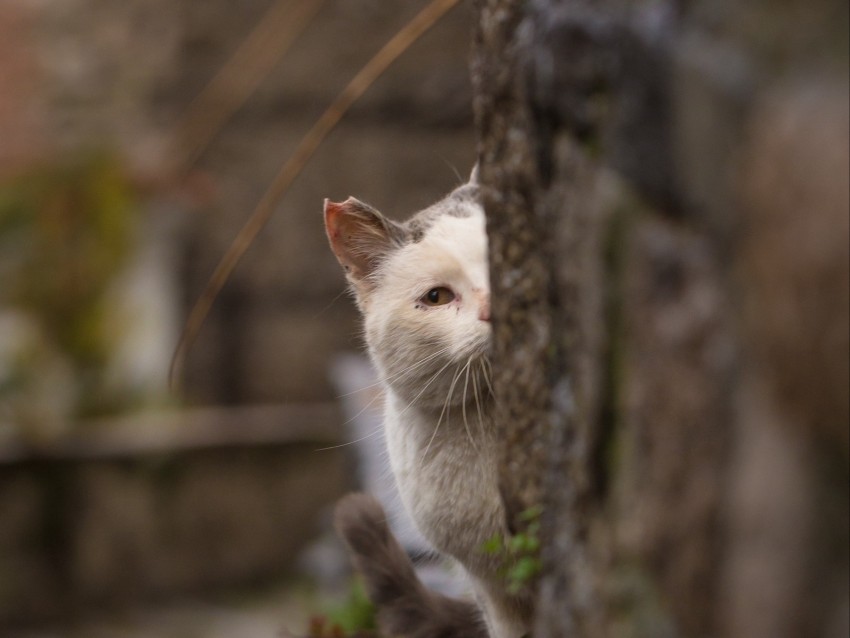 cat, look out, hide, blur