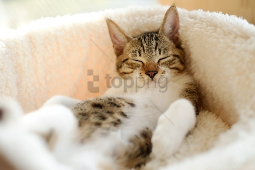 Cat Lying Spotted Wallpaper PNG Transparent Background