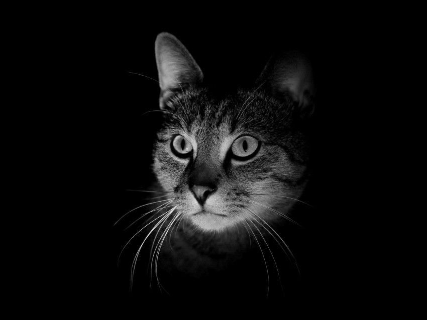 cat, muzzle, bw, dark