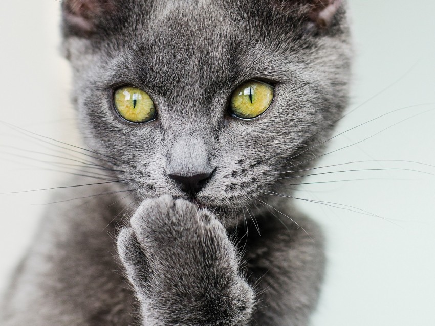 Cat Paw Gray Glance Pet Funny Background