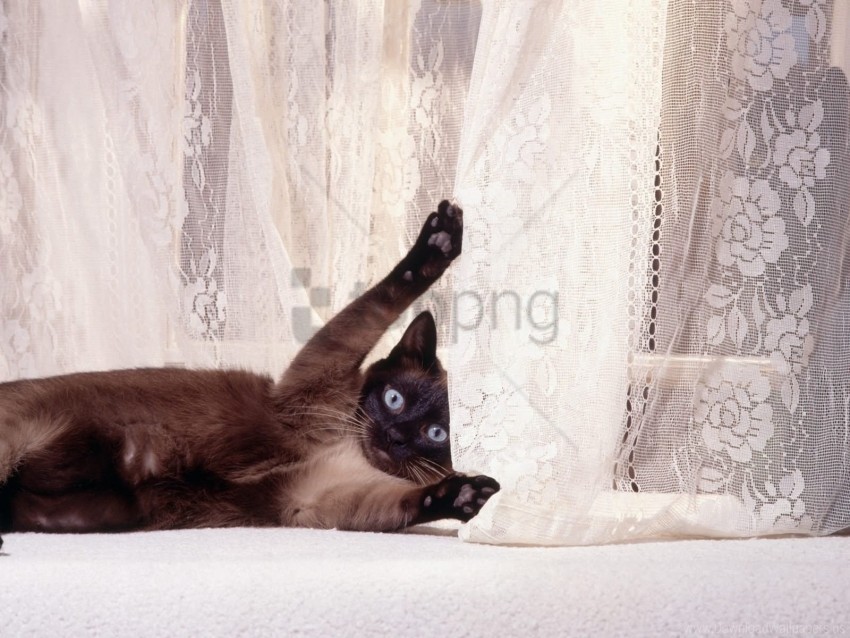 cat, Siamese cat, domestic cat, feline, pet, animal, window curtain