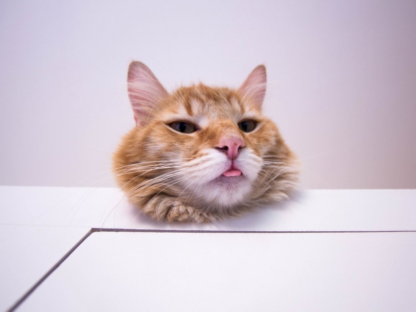 Cat Protruding Tongue Funny Furry Redhead Background