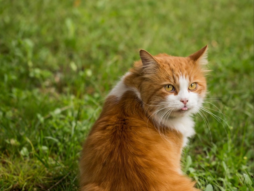 cat, protruding tongue, furry, funny