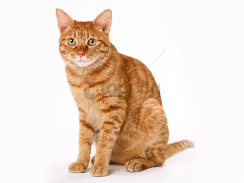 cat, domestic cat, orange tabby, pet, feline, sitting cat, animal portrait