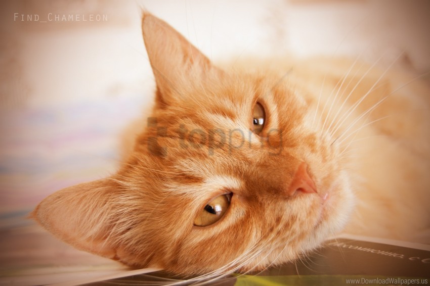 cat, orange fur, domestic animal, pet, feline, close-up, relaxed expression