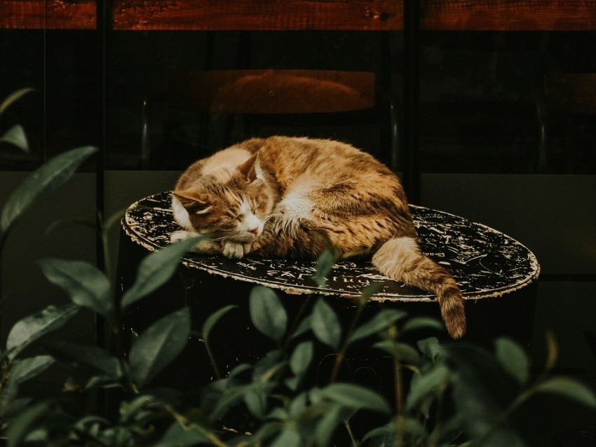 cat, red, sleeping, chair, showcase, flower