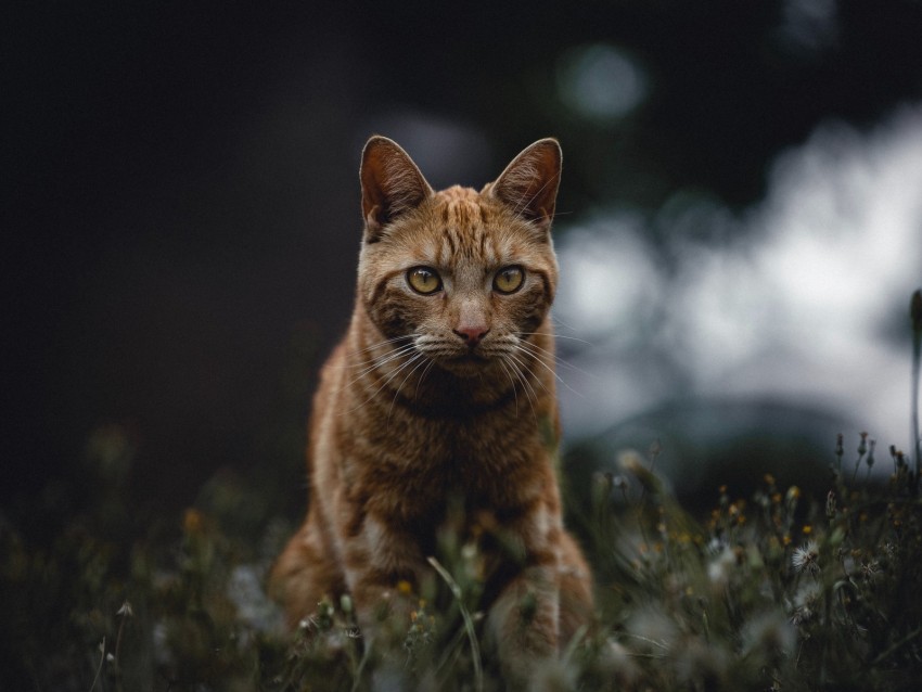 cat, red, view, grass