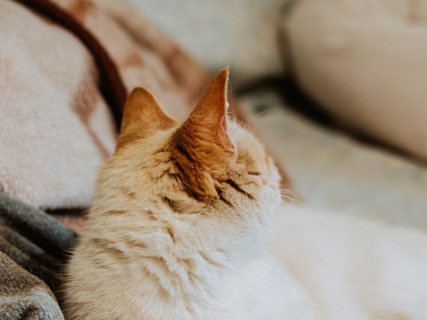 cat, redhead, pet, animal