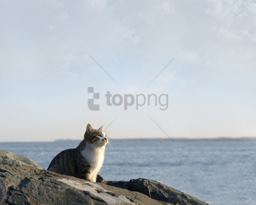 Cat Rocks Sea Sit Sky Watch Wallpaper PNG Transparent Background