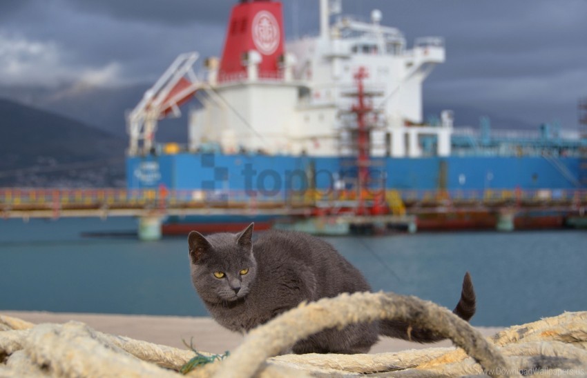 cat, harbor, ships, marine environment, port area, gray fur, nature