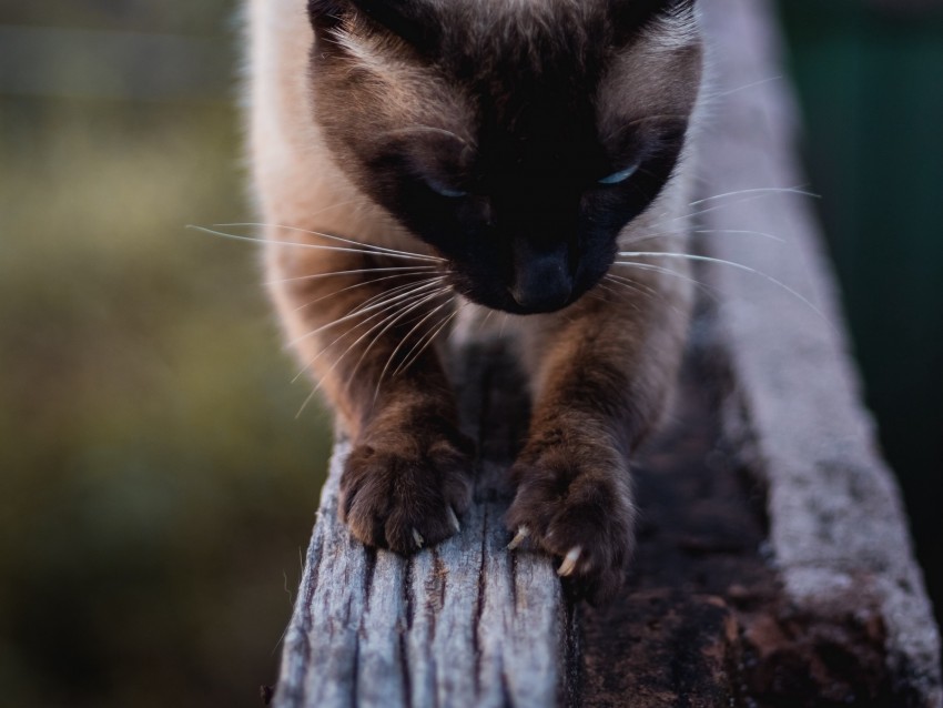 cat, siamese, claws, wood, pet