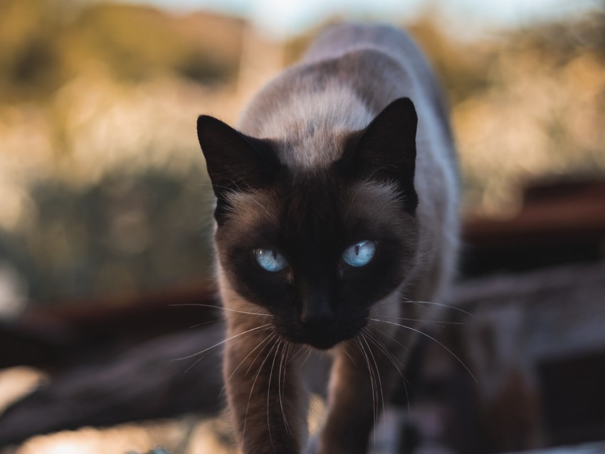 Cat Siamese Glance Pet Animal Background