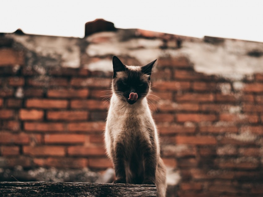 Cat Siamese Protruding Tongue Funny Pet Background