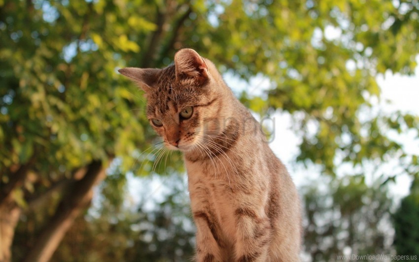 Cat Sky Trees View Wallpaper PNG Transparent Background