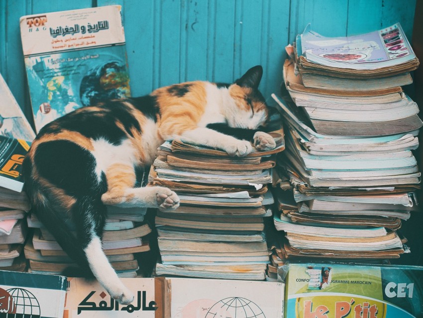 Cat Sleep Magazines Relax Books Background