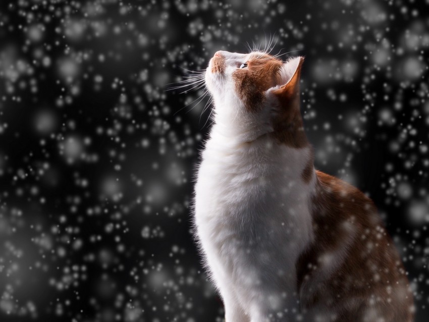 cat, snow, glare, bokeh, snowfall, photoshop