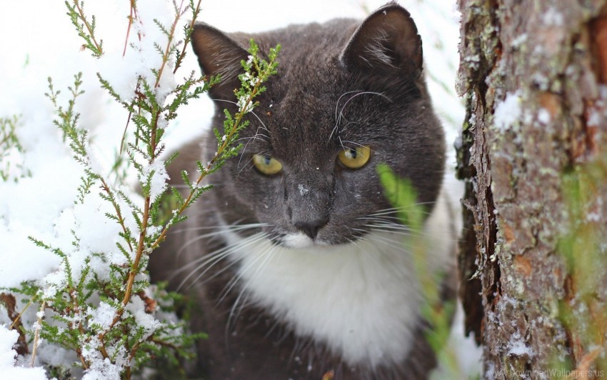 cat, snow, fur, forest, wildlife, nature, green plants