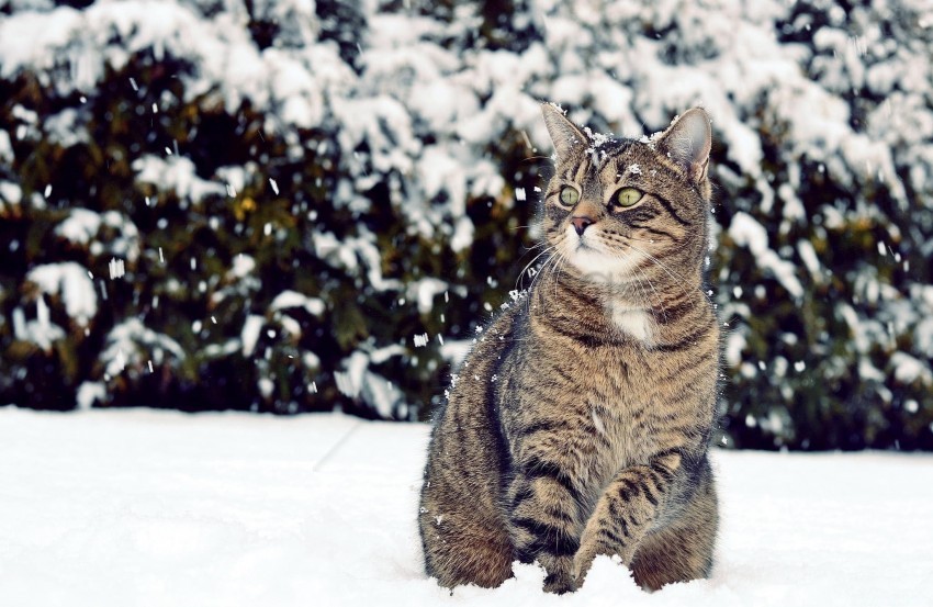 Cat Snow View Winter Wallpaper PNG Transparent Background