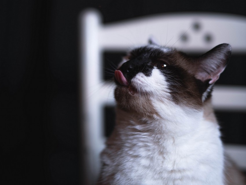 Cat Tongue Protruding Funny Cute Pet Background