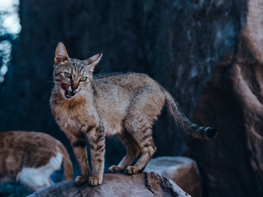 cat, tongue protruding, funny, wild, animal