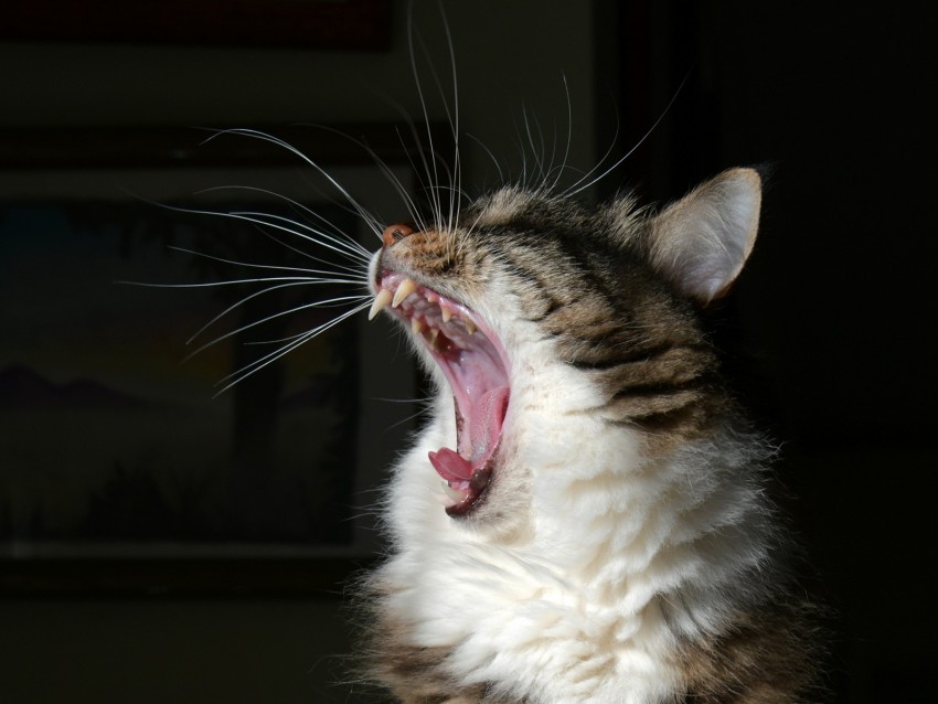 Cat Yawn Fluffy Fangs Mustache Background