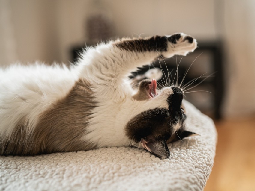 cat, yawn, tongue protruding, funny, pet