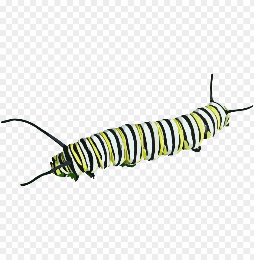 Caterpillar PNG Transparent Background