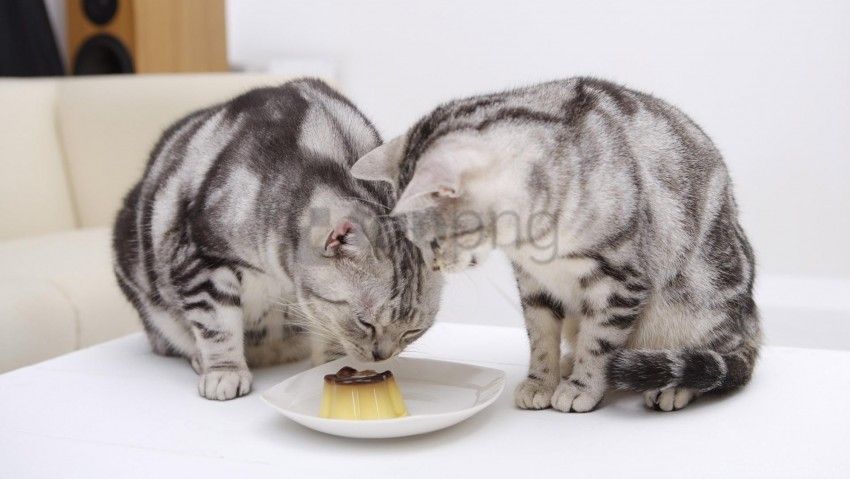 cats, dessert, jelly, plate, pet snacks, gray tabby, feline companions