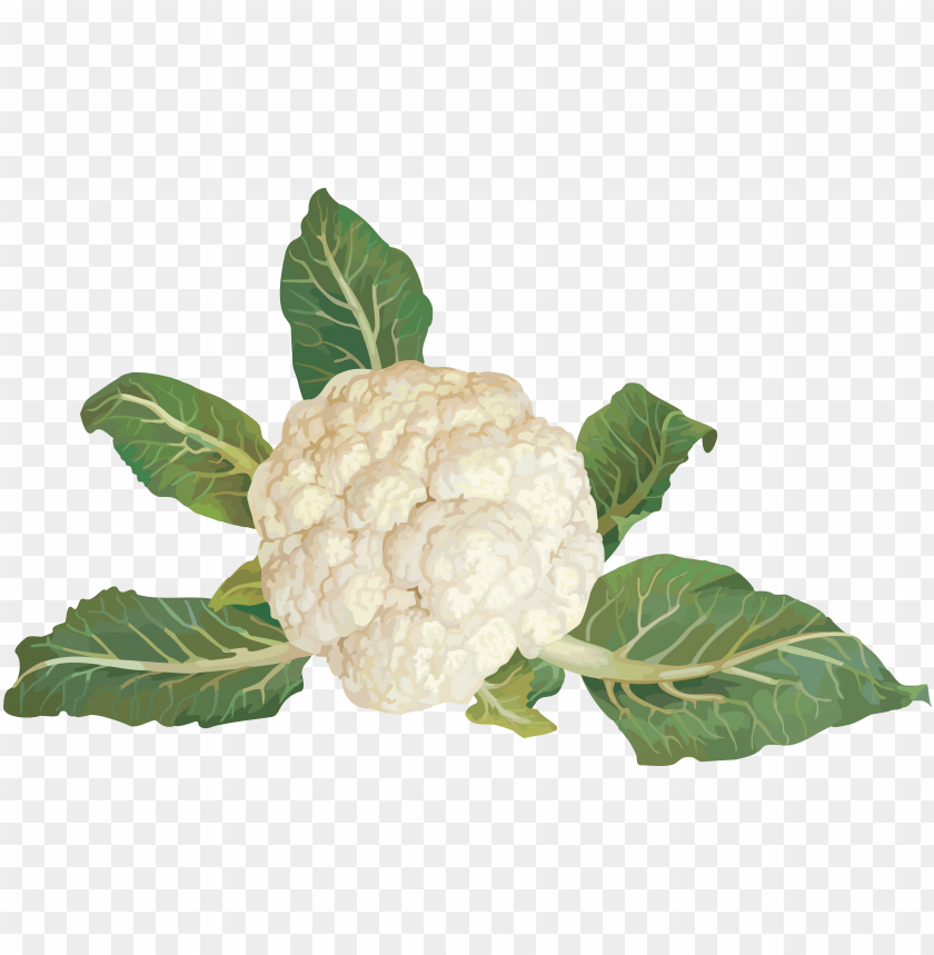 
cauliflower
, 
plants
, 
green cauliflower
, 
food
