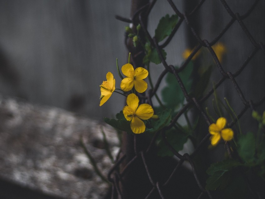 celandine, flowers, yellow, mesh, plant