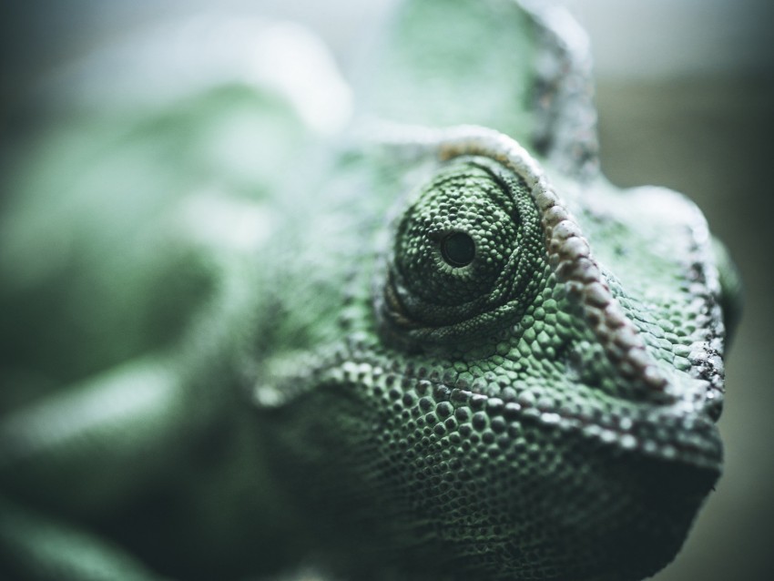 Chameleon Reptile Eyes Scales Background