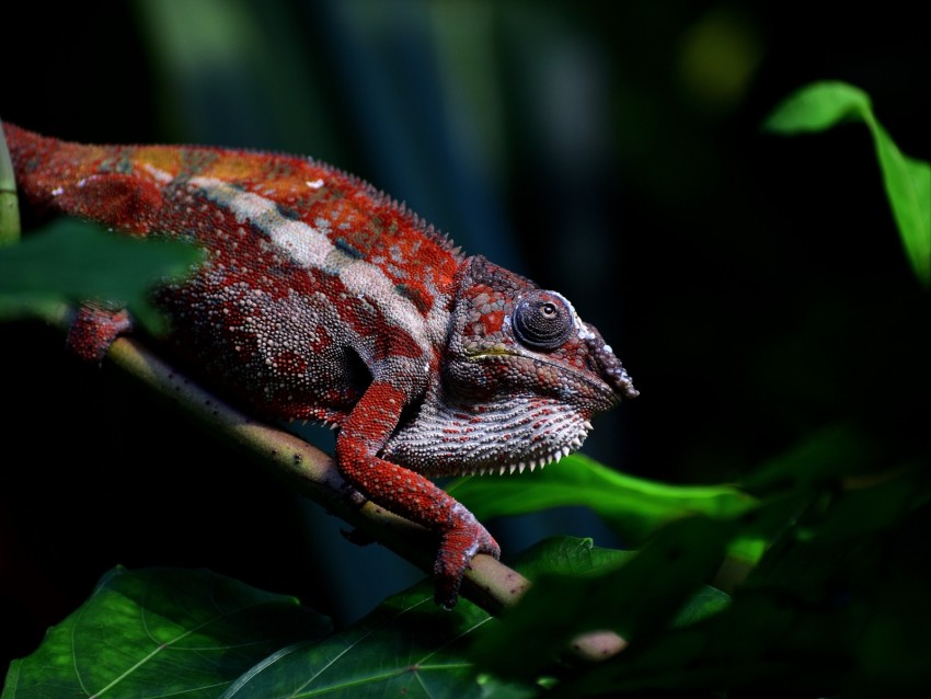 chameleon, reptile, red, branch, exotic