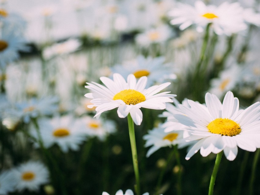 chamomile, field, flower, petals